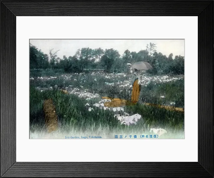 Framed Print : Iris Garden, Isogo, Yokohama, Japan Framed Print : Iris Garden, Isogo, Yokohama, Japan