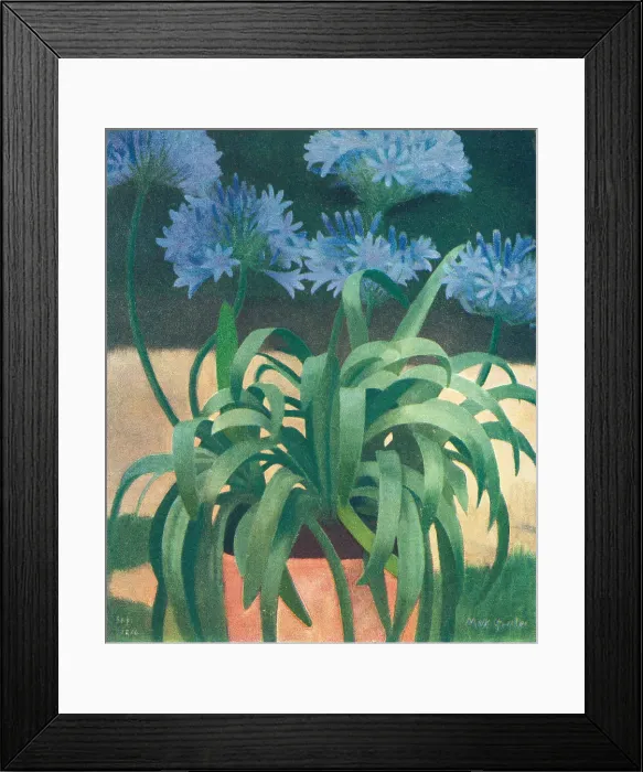 Framed Print : Agapanthus Framed Print : Agapanthus