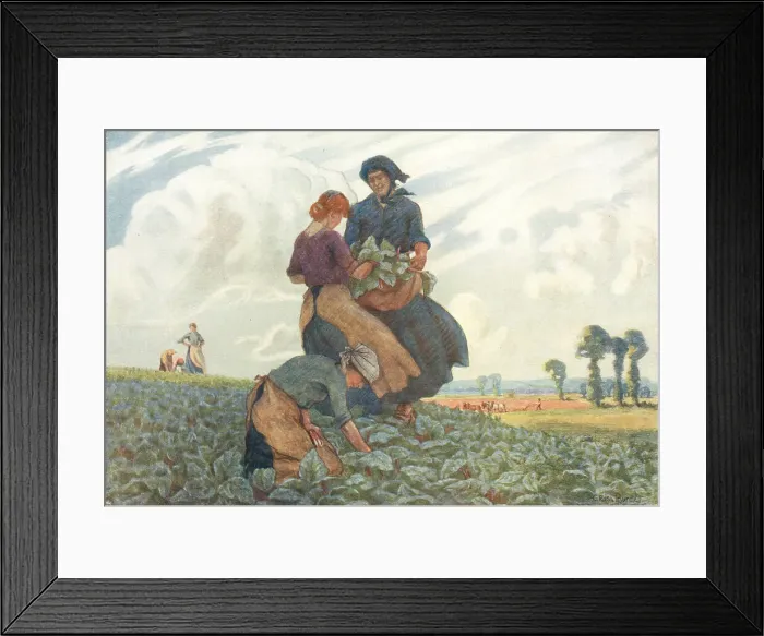 Framed Print : Gathering Rhubarb Framed Print : Gathering Rhubarb
