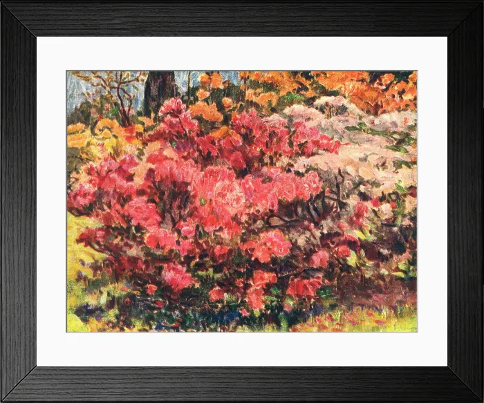 Framed Print : The Azaleas Framed Print : The Azaleas
