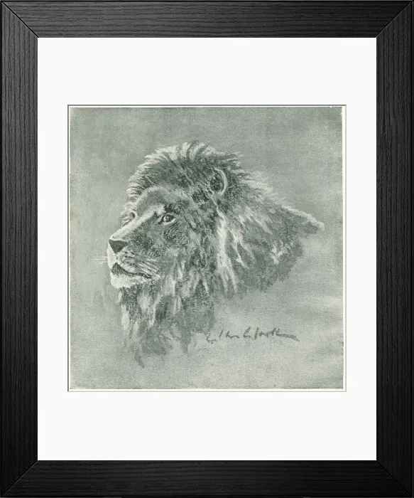 Framed Print : Lion. A detailed illustration of a grand male lion's head. Date: circa 1917 Framed Print : Lion. A detailed illustration of a grand male lion's head. Date: circa 1917