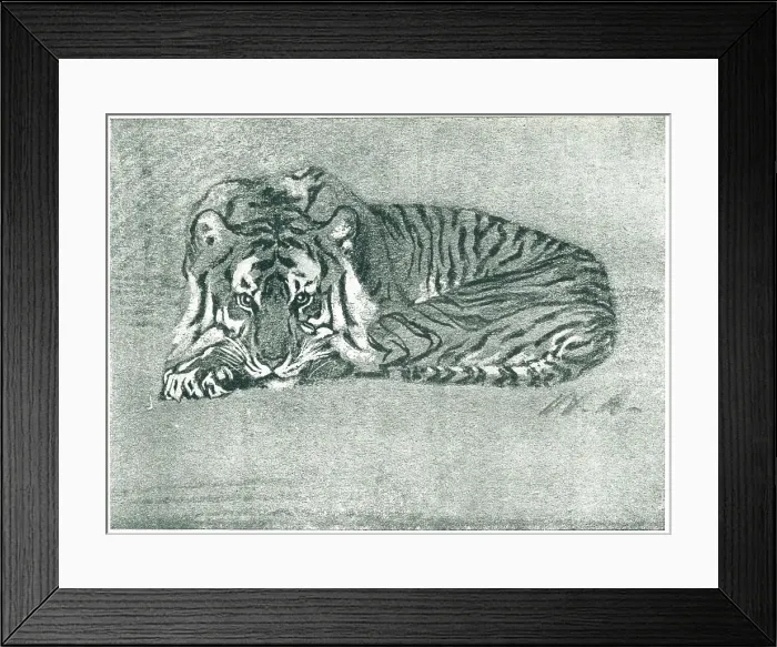Framed Print : Resting Tiger Framed Print : Resting Tiger