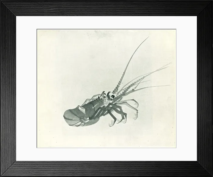 Framed Print : Shellfish. A Japanese brush drawing of a large shrimp. Date: circa 1920 Framed Print : Shellfish. A Japanese brush drawing of a large shrimp. Date: circa 1920