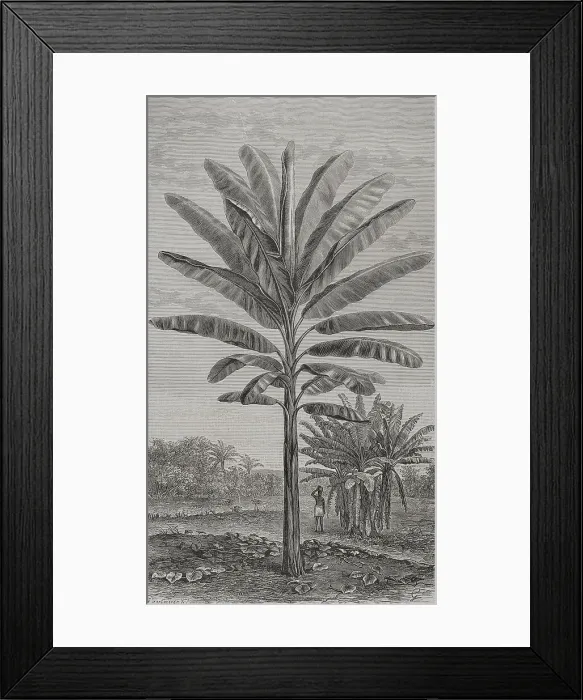 Framed Print : Africa. The perfect Banana (Musa paradisiaca) Framed Print : Africa. The perfect Banana (Musa paradisiaca)