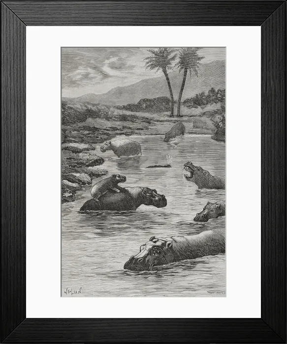 Framed Print : Africa. Congo. Fauna of the Congo river Framed Print : Africa. Congo. Fauna of the Congo river