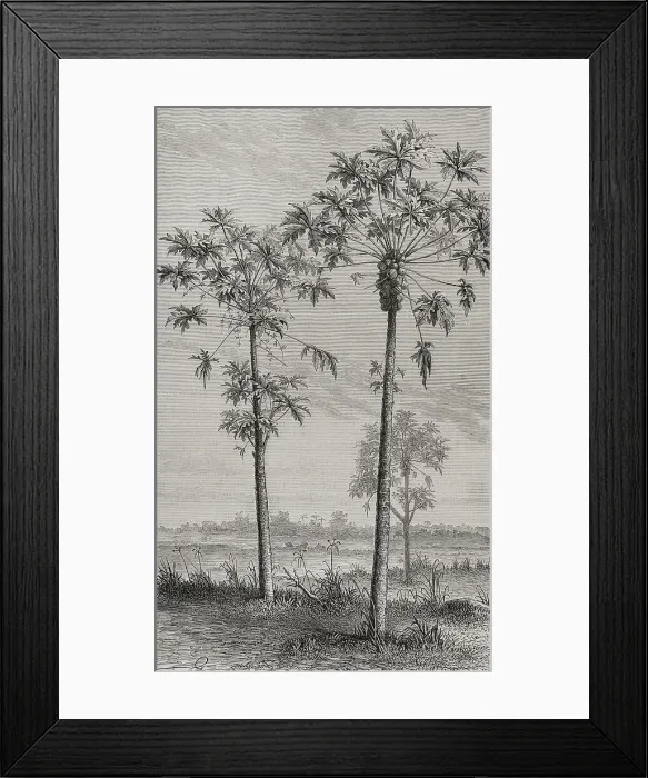 Framed Print : Papaya tree (Carica papaya). Engraving, 19 th century Framed Print : Papaya tree (Carica papaya). Engraving, 19 th century