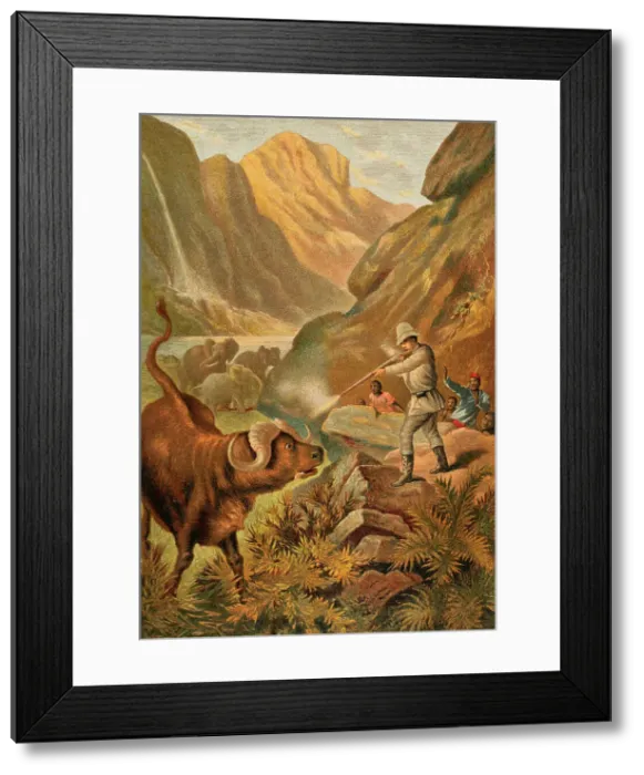 Framed Print : History of Africa - 19th century- a red buffalo Framed Print : History of Africa - 19th century- a red buffalo