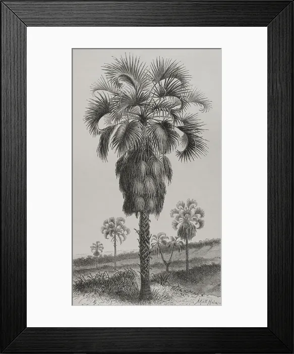 Framed Print : Africa. The Congo. Palm (Hyphaene guineensis) Framed Print : Africa. The Congo. Palm (Hyphaene guineensis)