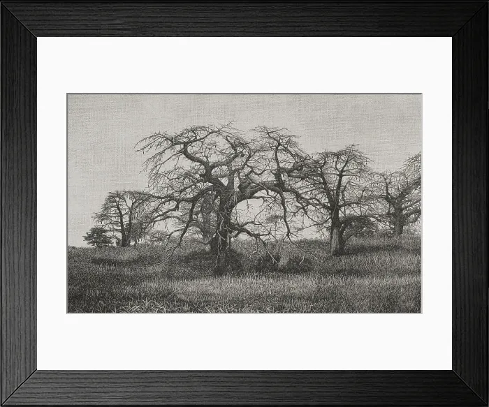 Framed Print : Africa. The Congo. Baobabs at the end of the dry season Framed Print : Africa. The Congo. Baobabs at the end of the dry season