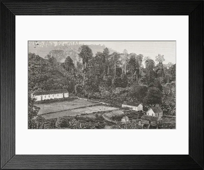Framed Print : Gulf of Guinea. Coffee plantation on the island of Sao Tome Framed Print : Gulf of Guinea. Coffee plantation on the island of Sao Tome