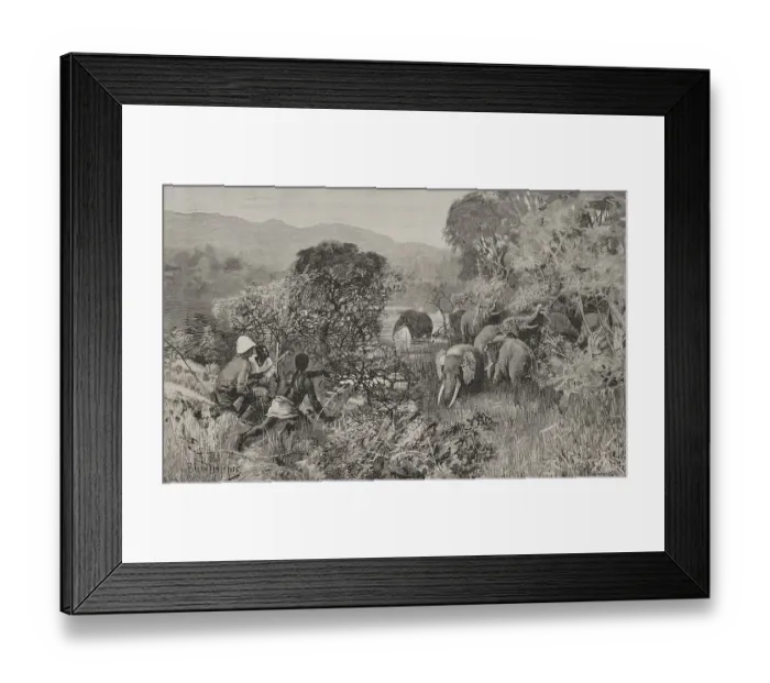 Framed Print : Africa. The Congo. Herd of elephants Framed Print : Africa. The Congo. Herd of elephants