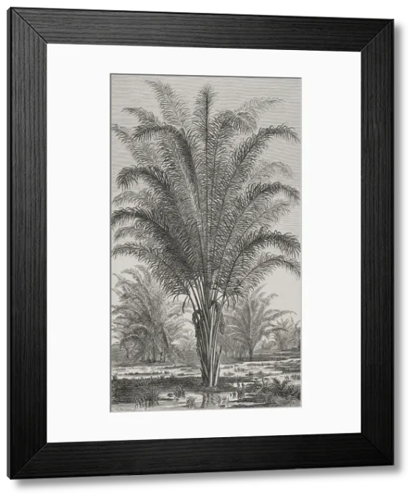 Framed Print : Africa. Palm tree (Raphia vinifera) Framed Print : Africa. Palm tree (Raphia vinifera)