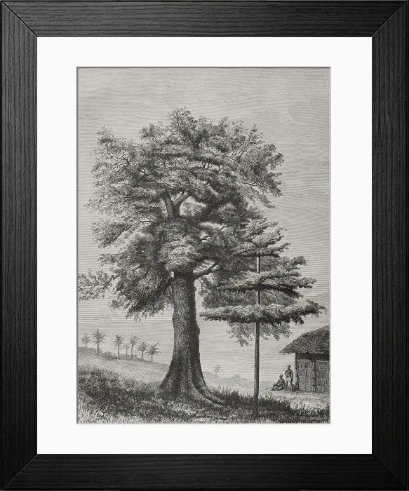 Framed Print : Africa. Bombax (Eriodendrion anfractuosum) Framed Print : Africa. Bombax (Eriodendrion anfractuosum)