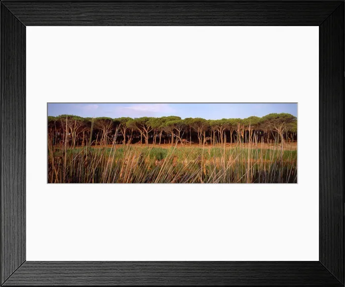 Framed Print : Beach pines - Sardinia, Italy Framed Print : Beach pines - Sardinia, Italy