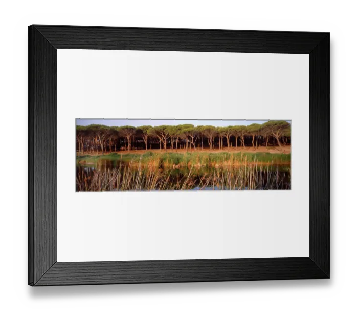 Framed Print : Pines - Sardinia, Italy Framed Print : Pines - Sardinia, Italy