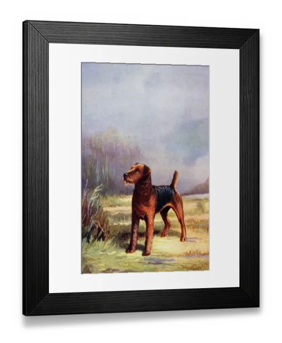 Framed Print : Airedale Terrier Framed Print : Airedale Terrier