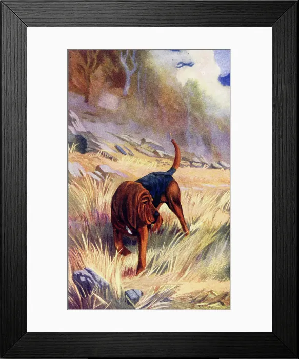 Framed Print : Bloodhound Framed Print : Bloodhound