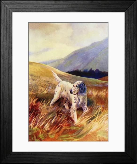 Framed Print : English Setter Framed Print : English Setter