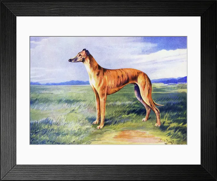 Framed Print : Greyhound Date: 1931 Framed Print : Greyhound Date: 1931
