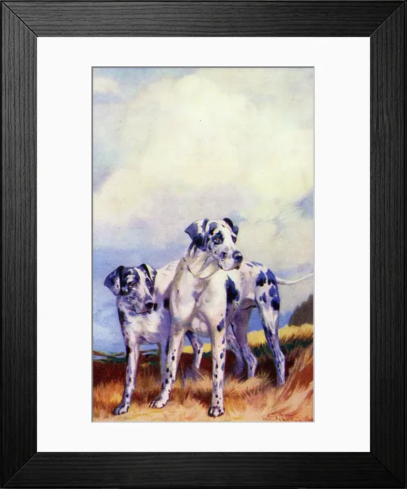 Framed Print : Harlequin Great Danes Framed Print : Harlequin Great Danes