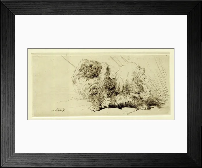 Framed Print : Pekingese dog, by Harry Rountree Framed Print : Pekingese dog, by Harry Rountree