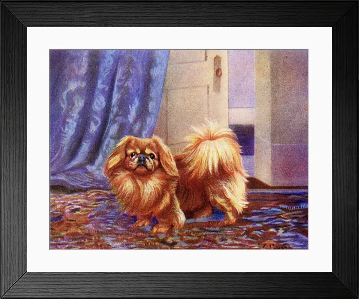 Framed Print : Pekingese dog Framed Print : Pekingese dog
