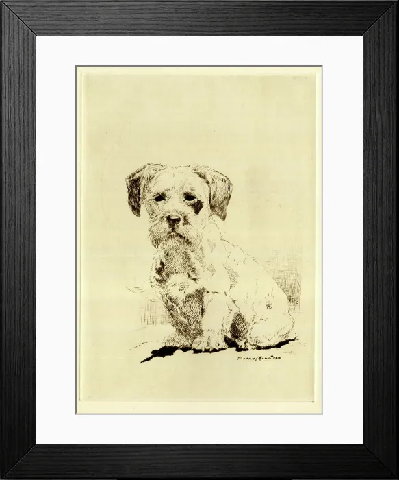 Framed Print : Sealyham terrier puppy by Harry Rountree Framed Print : Sealyham terrier puppy by Harry Rountree