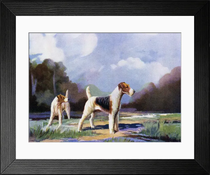Framed Print : Wire- Haired Fox Terriers Framed Print : Wire- Haired Fox Terriers