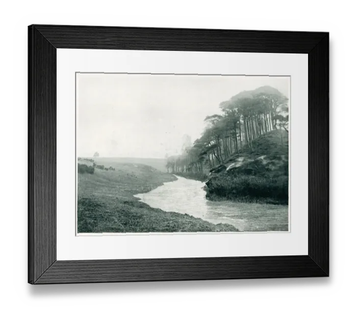 Framed Print : Scots Pines Framed Print : Scots Pines