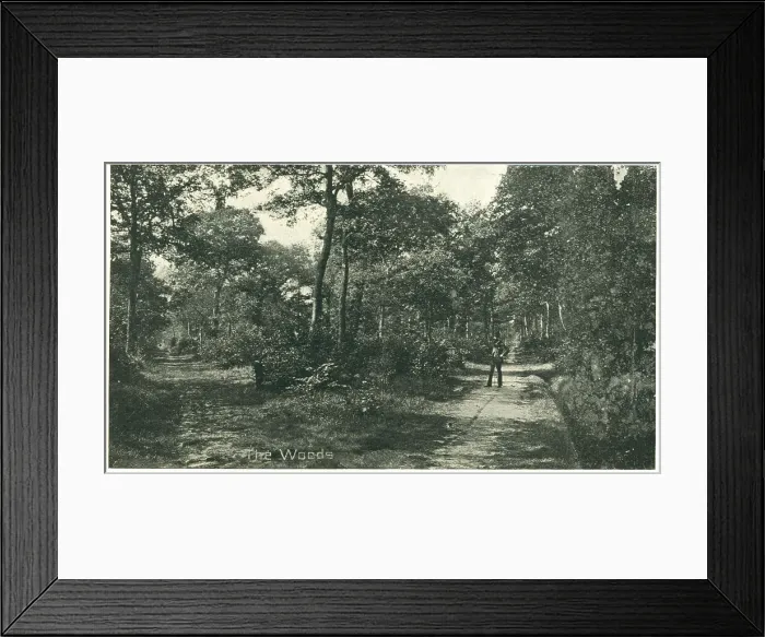 Framed Print : Bourne Woods, Lincolnshire Framed Print : Bourne Woods, Lincolnshire
