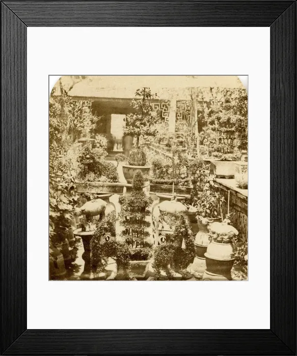 Framed Print : Canton. Group of Chinese Plants Framed Print : Canton. Group of Chinese Plants