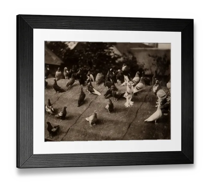 Framed Print : Pigeons on roof Framed Print : Pigeons on roof