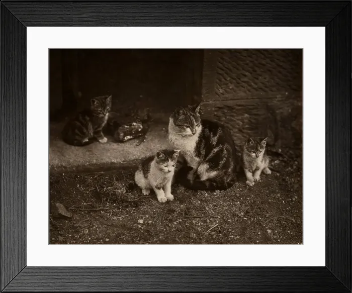 Framed Print : Cat with kittens Framed Print : Cat with kittens