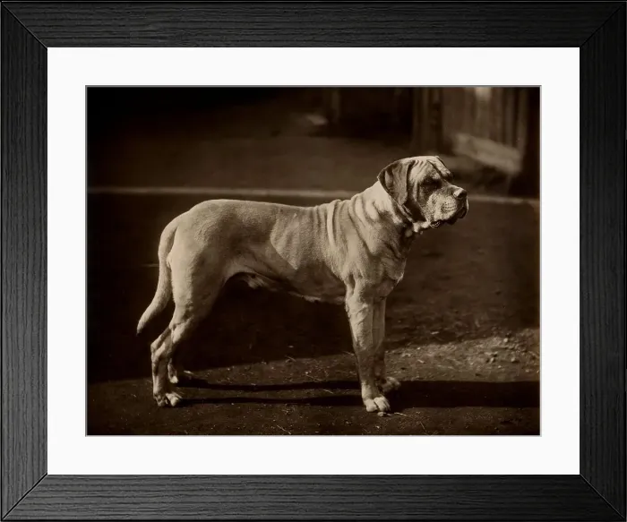 Framed Print : Bull Mastiff Dog Framed Print : Bull Mastiff Dog
