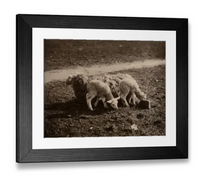 Framed Print : Sheep with baby lambs Framed Print : Sheep with baby lambs