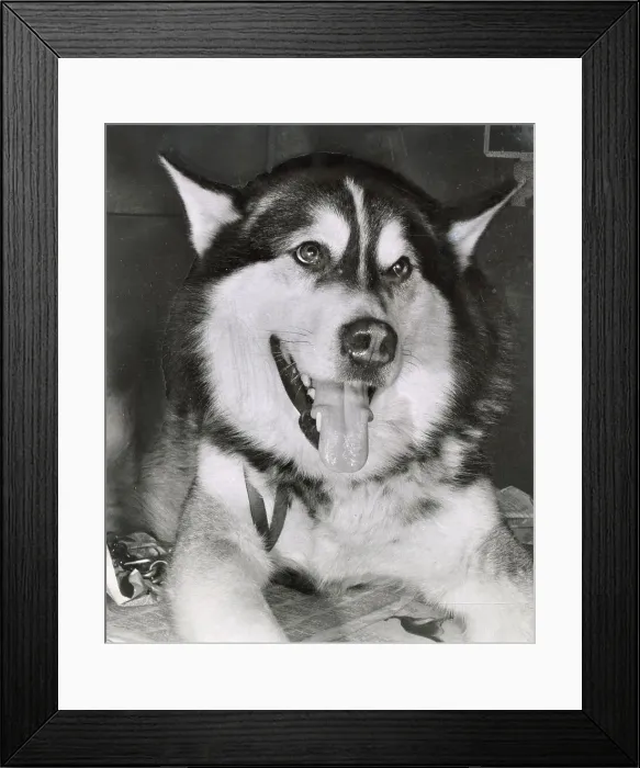 Framed Print : Husky Date: circa 1960s Framed Print : Husky Date: circa 1960s