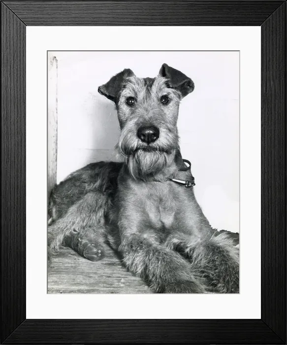Framed Print : Irish Terrier Framed Print : Irish Terrier
