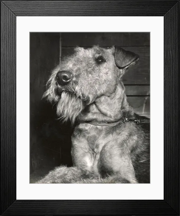 Framed Print : Irish Terrier Framed Print : Irish Terrier