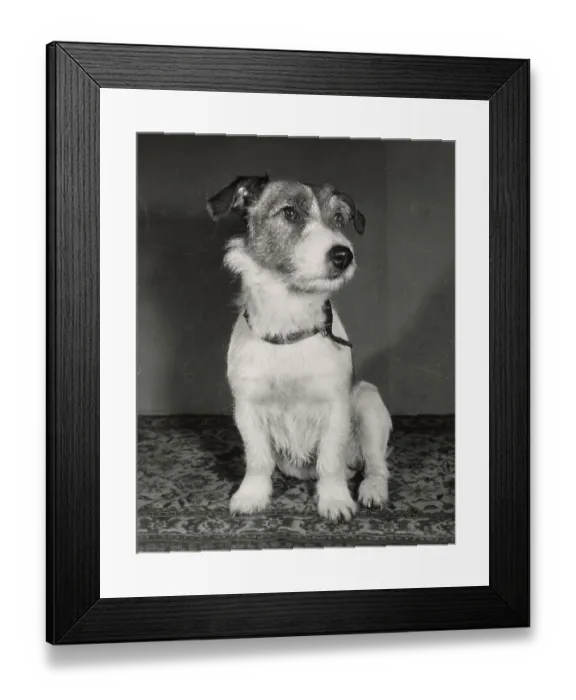 Framed Print : Jack Russell Framed Print : Jack Russell