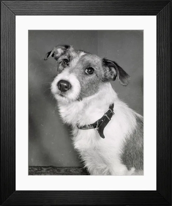 Framed Print : Jack Russell Framed Print : Jack Russell