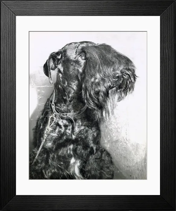 Framed Print : Kerry Blue Framed Print : Kerry Blue