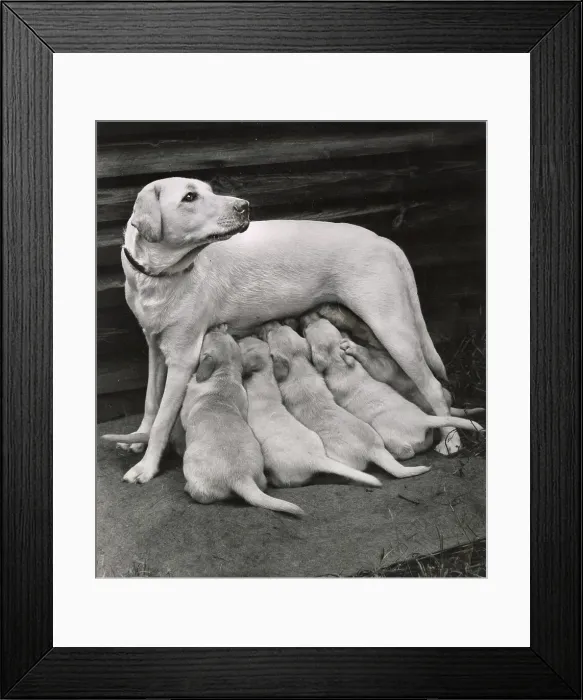 Framed Print : Labrador Date: circa 1960s Framed Print : Labrador Date: circa 1960s