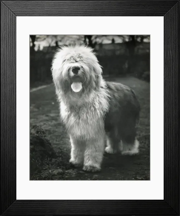 Framed Print : Old English Sheepdog Framed Print : Old English Sheepdog