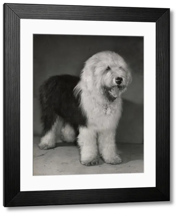 Framed Print : Old English Sheepdog Framed Print : Old English Sheepdog