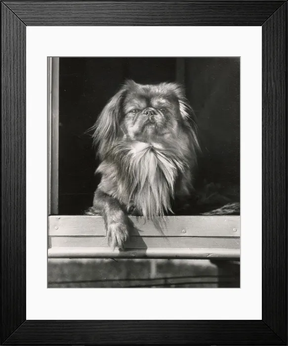 Framed Print : Pekinese Date: circa 1960s Framed Print : Pekinese Date: circa 1960s