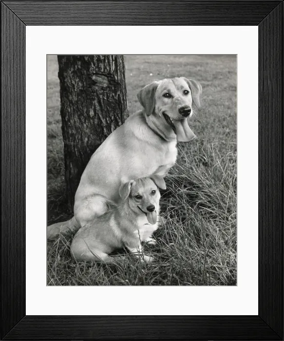 Framed Print : Labrador Date: circa 1960s Framed Print : Labrador Date: circa 1960s