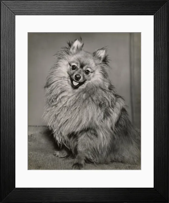 Framed Print : Pomeranian Framed Print : Pomeranian