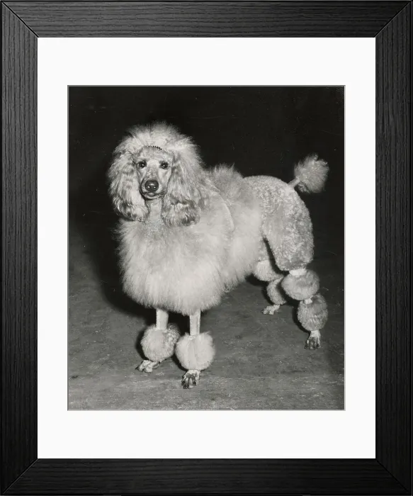 Framed Print : Poodle Date: circa 1960s Framed Print : Poodle Date: circa 1960s