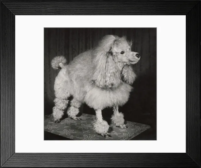 Framed Print : Poodle Date: circa 1960s Framed Print : Poodle Date: circa 1960s