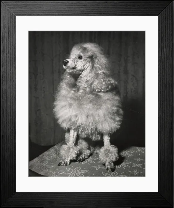 Framed Print : Poodle Date: circa 1960s Framed Print : Poodle Date: circa 1960s